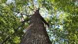 Bain de forêt