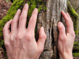 Bain de forêt