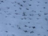 bird-tracks-91243-1280-3167893