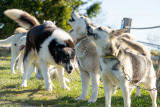 Cani-balade avec la meute de chiens nordiques