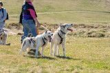 Cani-balade avec la meute de chiens nordiques