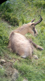Sortie observation des chamois