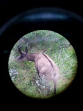 Sortie observation des chamois