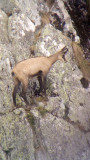 Sortie observation des chamois