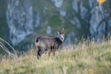 Sortie observation des chamois