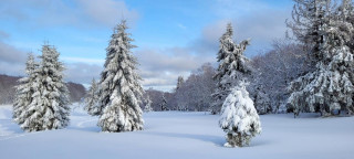 Bain de forêt hivernal et sophrologie - © Sophrologie - Carole Michel Bain de forêt hivernal et sophrologie