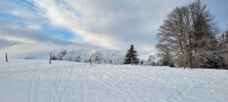 Bain de forêt hivernal et sophrologie - © Sophrologie - Carole Michel Bain de forêt hivernal et sophrologie