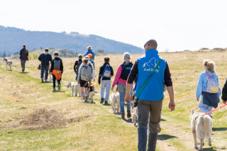 Cani-balade avec la meute de chiens nordiques