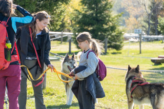 Cani-balade avec la meute de chiens nordiques