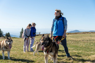 Cani-balade avec la meute de chiens nordiques