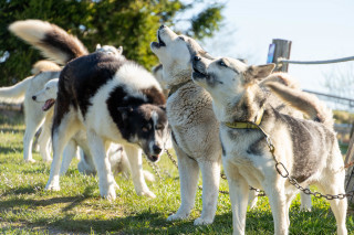 Cani-balade avec la meute de chiens nordiques