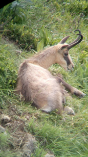 Sortie observation des chamois