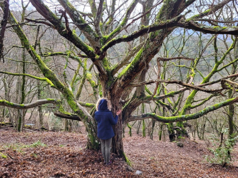 Sortie bien-être et bain de forêt