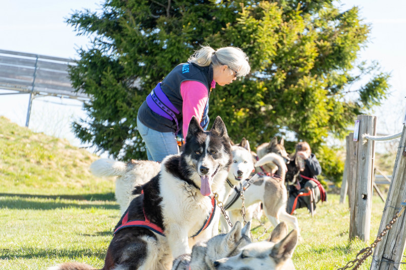 Cani-balade avec la meute de chiens nordiques