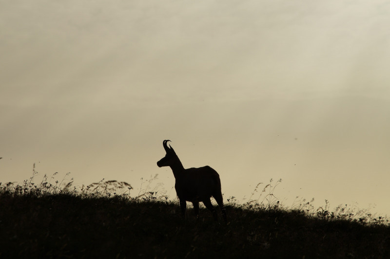 chamois-gaschney-terre-de-sylphe-vallee-munster-3126593